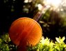 A gombák csodálatos világa
