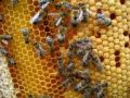 Rekordlátogatottság a méhésztalálkozón